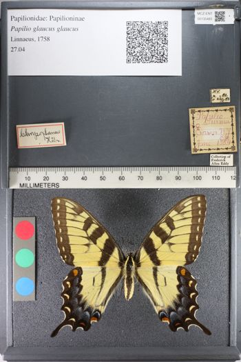Media type: image;   Entomology 135483